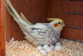 Parrot Eggs